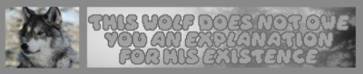 Credit: Saikiboxes on Tumblr. Text: "THIS WOLF DOES NOT OWE YOU AN EXPLANATION FOR HIS EXISTENCE" THIS WOLF DOES NOT OWE YOU AN EXPLANATION FOR HIS EXISTENCE